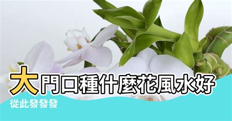 門口種茉莉花好嗎|大門口適合放什麼植物？風水師推薦發財樹、富貴竹、。